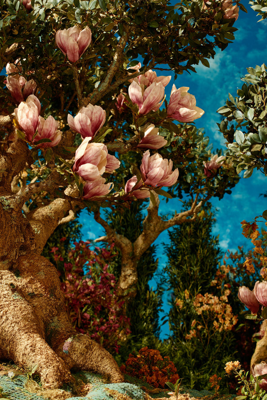 Blühende Magnolien Baum Detailaufnahme Bunter Himmel | Humor und Schraeges | Themen und Hobbys