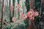 Friedlicher Wald Mit Rosa Blumen Impressionistisches Kunstwerk | Humor und Schraeges | Themen und Hobbys