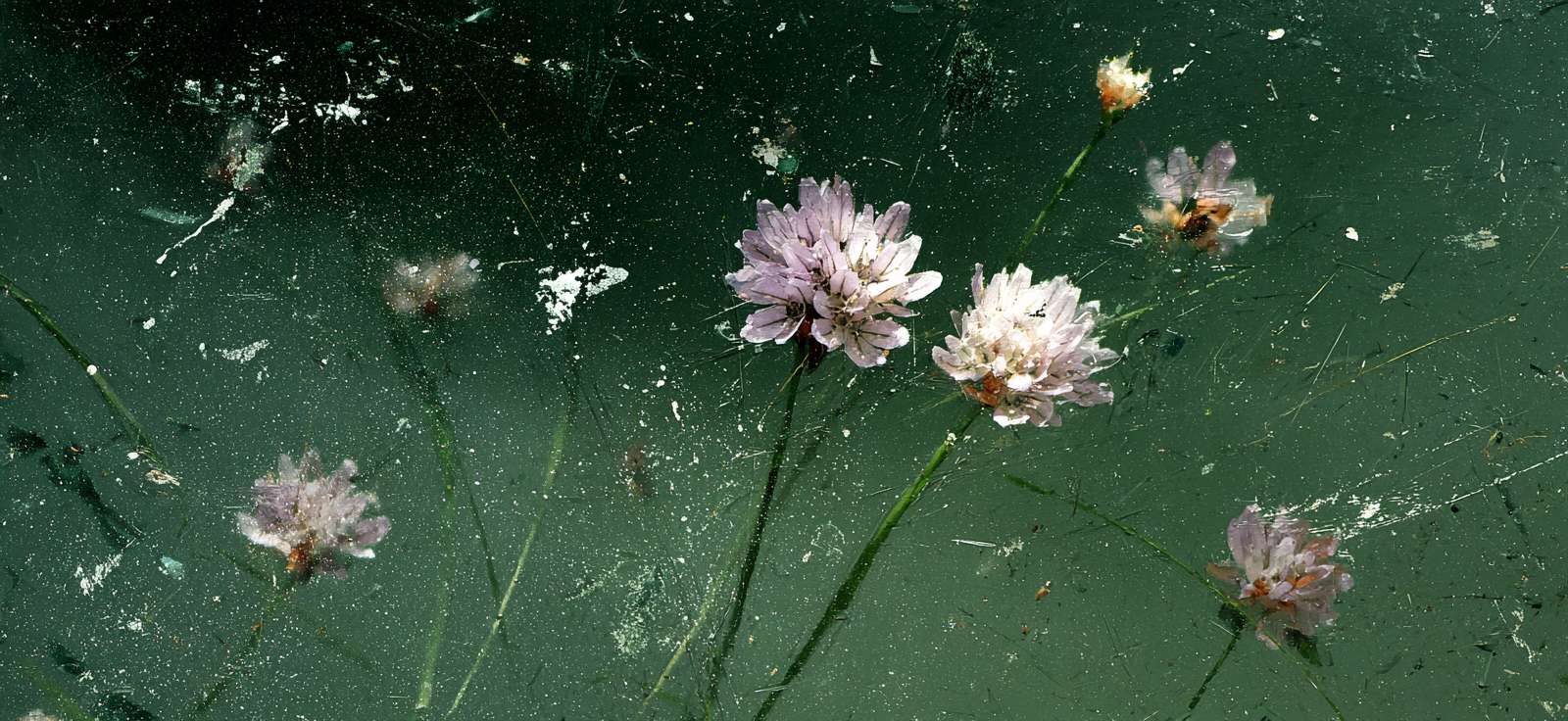 Blumen Auf Texturiertem Hintergrund In Naturlichen Farben | Sport und Bewegung | Themen und Hobbys
