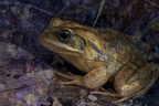 Nahaufnahme Eines Frosches Mit Künstlerischem Hintergrund | Sport und Bewegung | Themen und Hobbys