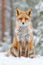 Fuchs Im Schneebedeckten Wald | Fuechse | Tiere