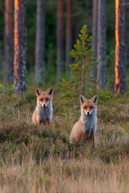 Fuchs In Der Natur Umgeben Von Gras Und Bäumen | Fuechse | Tiere