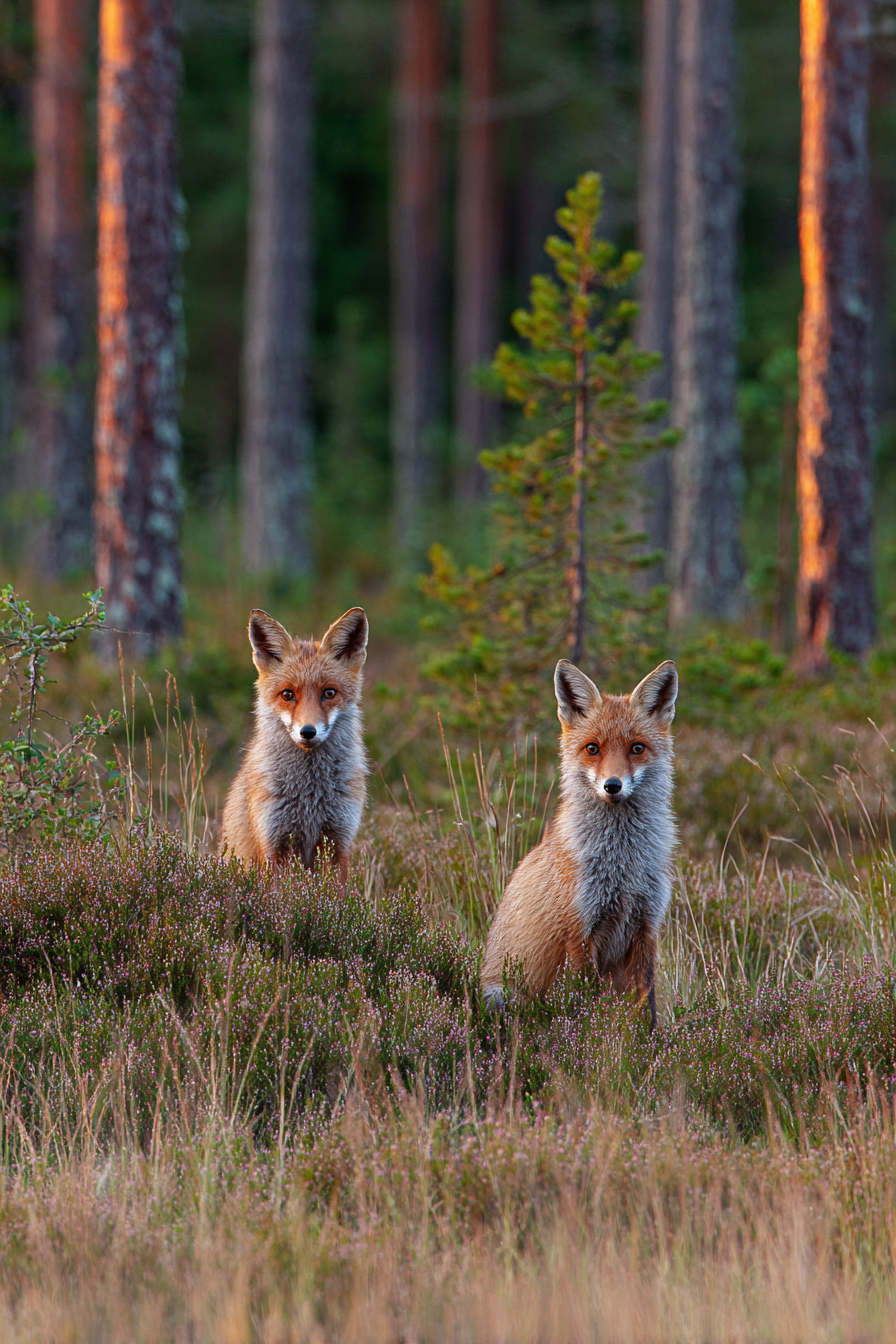 Fuchs In Der Natur Umgeben Von Gras Und Bäumen | Fuechse | Tiere