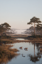 Ruhige Naturlandschaft Mit Füchsen Im Wasser Morgens Mit Monddämmerung | Fuechse | Tiere