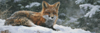 Roter Fuchs Im Schnee Malerei | Fuechse | Tiere