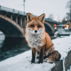 Rotbrauner Fuchs Im Schnee Mit Brücke Winterlandschaft | Fuechse | Tiere