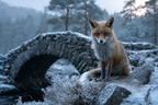 Fuchs Im Schneelandschaft Near Steinbrücke | Fuechse | Tiere