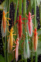 Bunte Insekten Auf Grünen Pflanzen Mit Wassertropfen | Insekten und Amphibien | Tiere