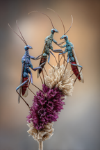 Drei Farbenfrohe Insekten Auf Blumenarrangement | Insekten und Amphibien | Tiere