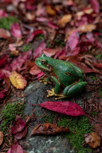 Frosch Auf Bunten Herbstblättern Im Wald | Insekten und Amphibien | Tiere