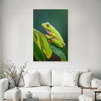 Grüner Frosch Mit Roten Augen Und Regentropfen Auf Blatt