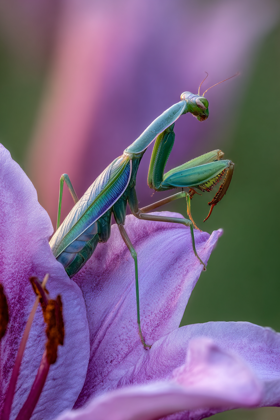 Nahaufnahme Der Gottesanbeterin Auf Einer Rosa Blume | Insekten und Amphibien | Tiere