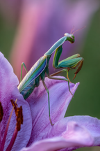 Nahaufnahme Der Gottesanbeterin Auf Einer Rosa Blume | Insekten und Amphibien | Tiere