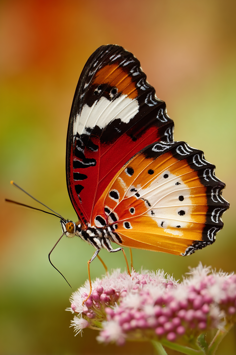 Nahaufnahme Eines Bunten Schmetterlings Auf Einer Blume | Insekten und Amphibien | Tiere