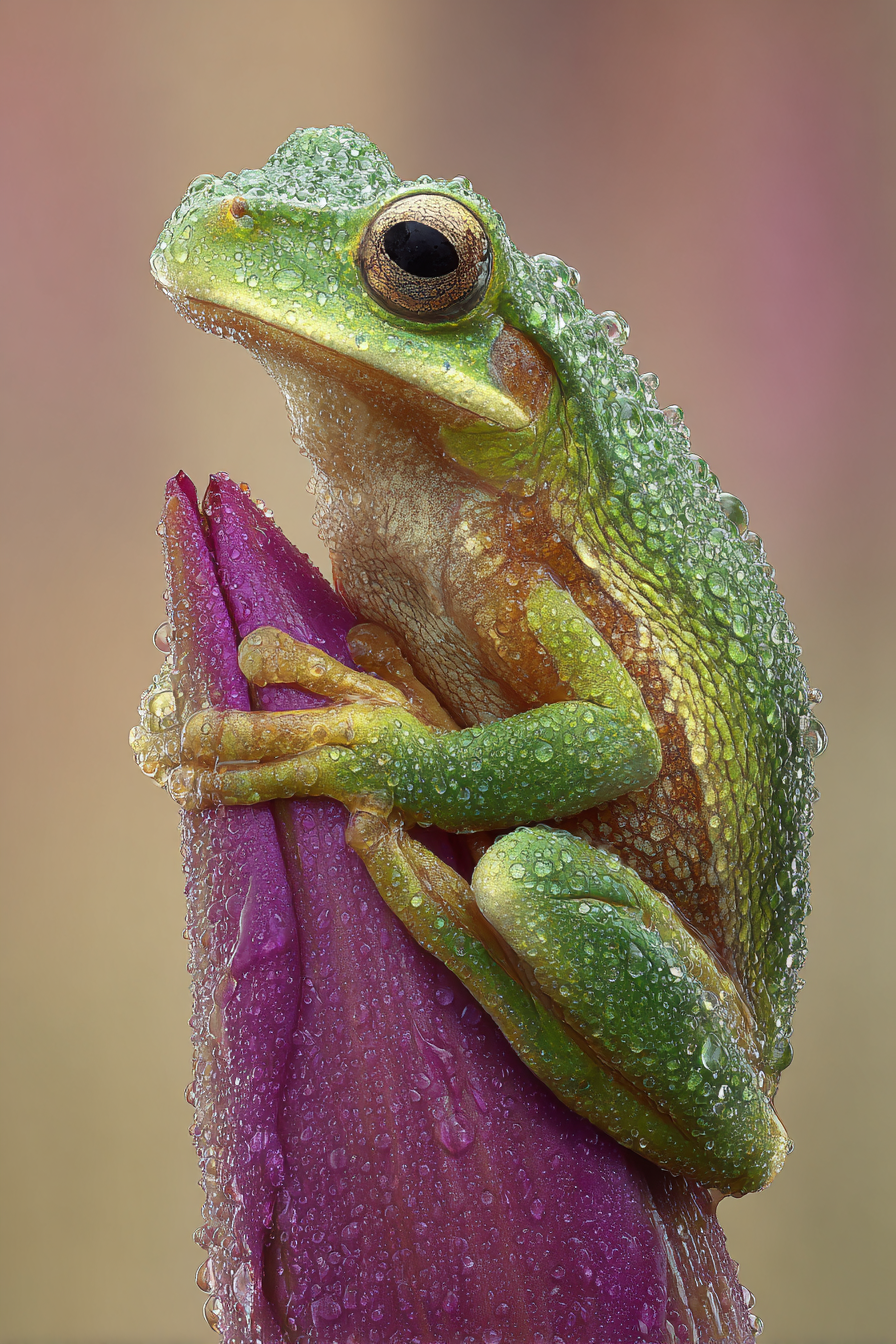 Naheaufnahme Eines Froschs Auf Einem Blutensblatt Mit Wassertropfen | Insekten und Amphibien | Tiere