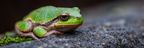 Grüner Frosch Naheaufnahme Texturierte Oberfläche | Insekten und Amphibien | Tiere
