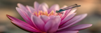 Rosa Lotusblume Mit Drachenfliege | Insekten und Amphibien | Tiere
