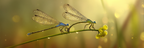 Zwei Mückenjungfern Am Grünen Stiel Makrofotografie | Insekten und Amphibien | Tiere