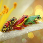 Drei Bunte Frösche Auf Einem Blatt | Insekten und Amphibien | Tiere