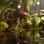 Frosch Am Wasserrand In Dichter Grünen Im Feuchtgebiet | Insekten und Amphibien | Tiere