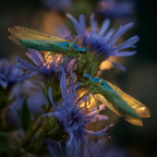 Makroaufnahme Insekten Auf Lila Blumen | Insekten und Amphibien | Tiere