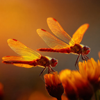 Zwei Libellen Auf Einer Blume Im Warmen Goldenen Licht Naturnah | Insekten und Amphibien | Tiere