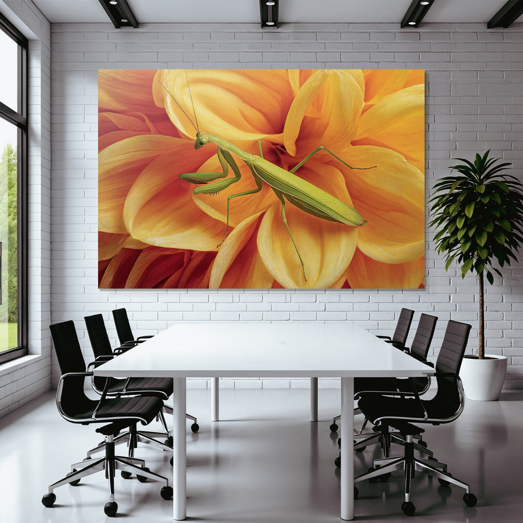 Grune Gottesanbeterin Auf Leuchtender Oranger Blume