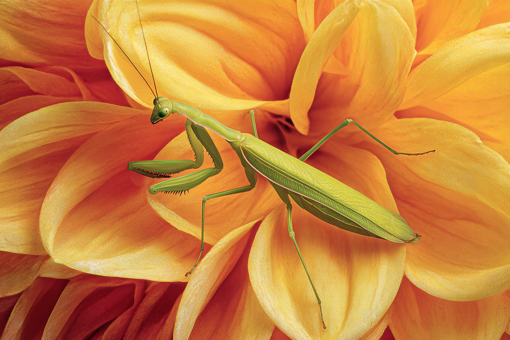 Grune Gottesanbeterin Auf Leuchtender Oranger Blume | Insekten und Amphibien | Tiere