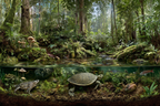 Lebensräume Wald Unterwasserwelt | Insekten und Amphibien | Tiere