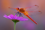Libelle Auf Rosa Blume Mit Warmen Farbverlauf | Insekten und Amphibien | Tiere