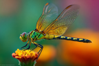 Libelle Blume Nahaufnahme | Insekten und Amphibien | Tiere