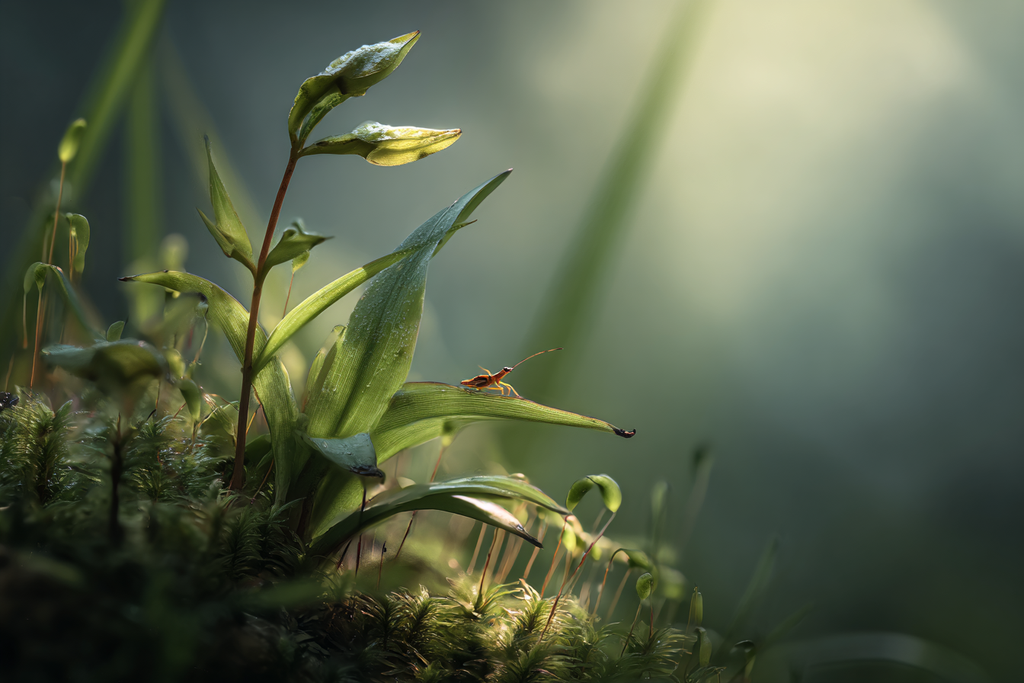 Naheaufnahme Naturszene Pflanzen Insekt Tau | Insekten und Amphibien | Tiere