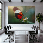 Schmetterling Auf Blume Naheaufnahme Vibrante Rot Schwarz Weiss