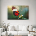 Schmetterling Auf Blume Naheaufnahme Vibrante Rot Schwarz Weiss