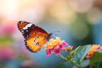 Schmetterling Auf Farbenfroher Blume | Insekten und Amphibien | Tiere