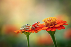 Zwei Frösche Auf Hellorangener Blume Traumhafter Hintergrund | Insekten und Amphibien | Tiere