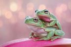 Zwei Frösche Auf Rosa Oberfläche Verwischter Hintergrund | Insekten und Amphibien | Tiere