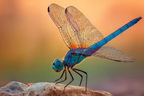 Nahaufnahme Libelle Mit Leuchtend Blaün Flügeln Auf Felsen | Insekten und Amphibien | Tiere