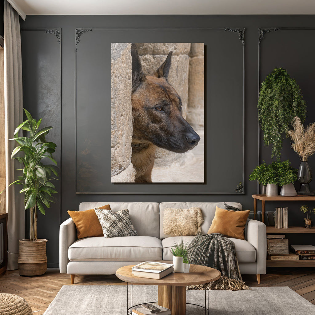 Belgischer Malinois Kopf Nahe Stone Surface Architektur
