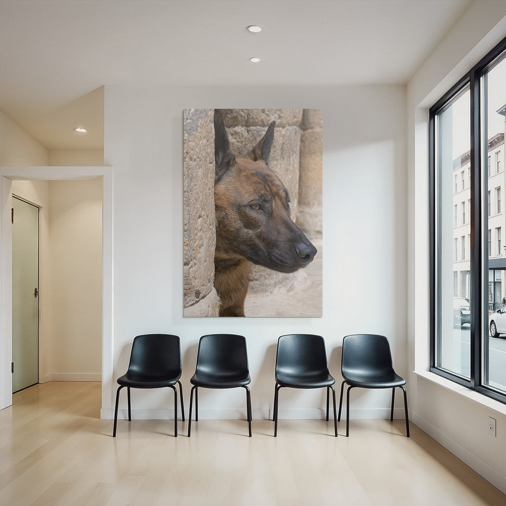 Belgischer Malinois Kopf Nahe Stone Surface Architektur