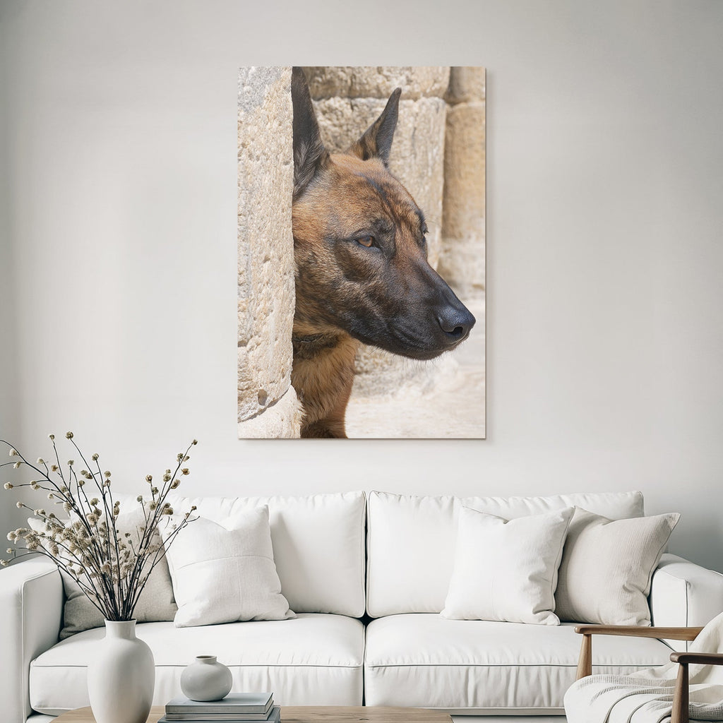 Belgischer Malinois Kopf Nahe Stone Surface Architektur
