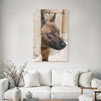 Belgischer Malinois Kopf Nahe Stone Surface Architektur