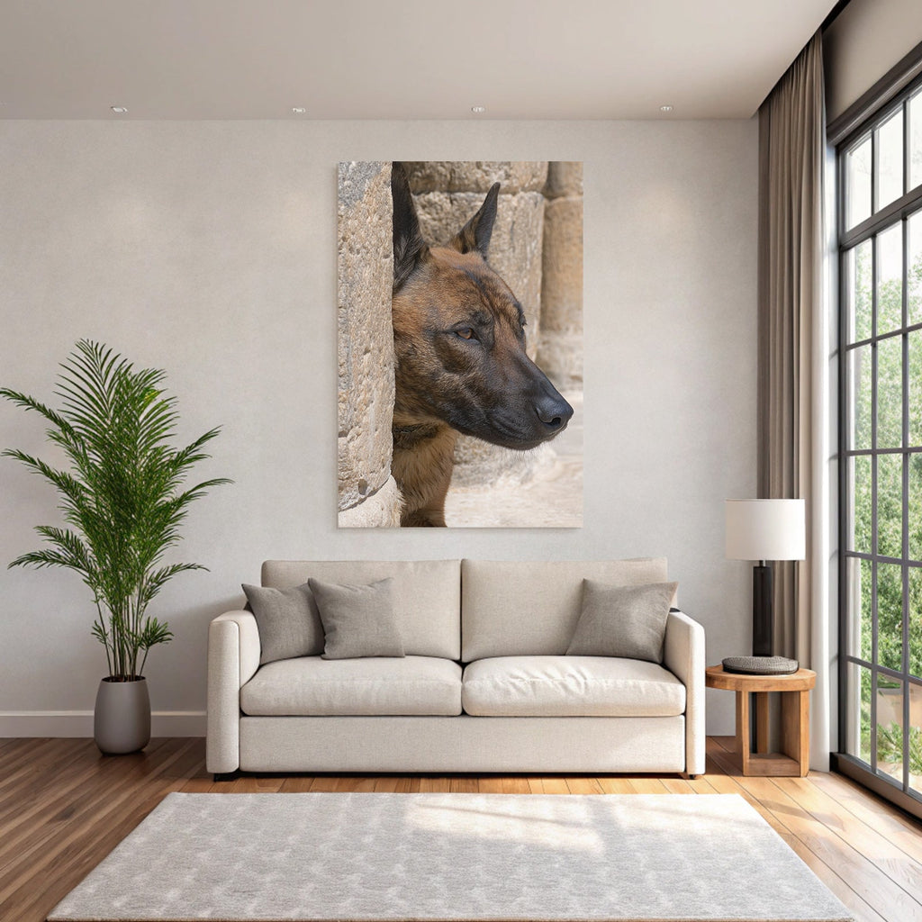 Belgischer Malinois Kopf Nahe Stone Surface Architektur