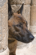 Belgischer Malinois Kopf Nahe Stone Surface Architektur | Katzen und Hunde | Tiere