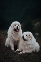 Fluffige Weisse Im Grünen Gebiet | Katzen und Hunde | Tiere