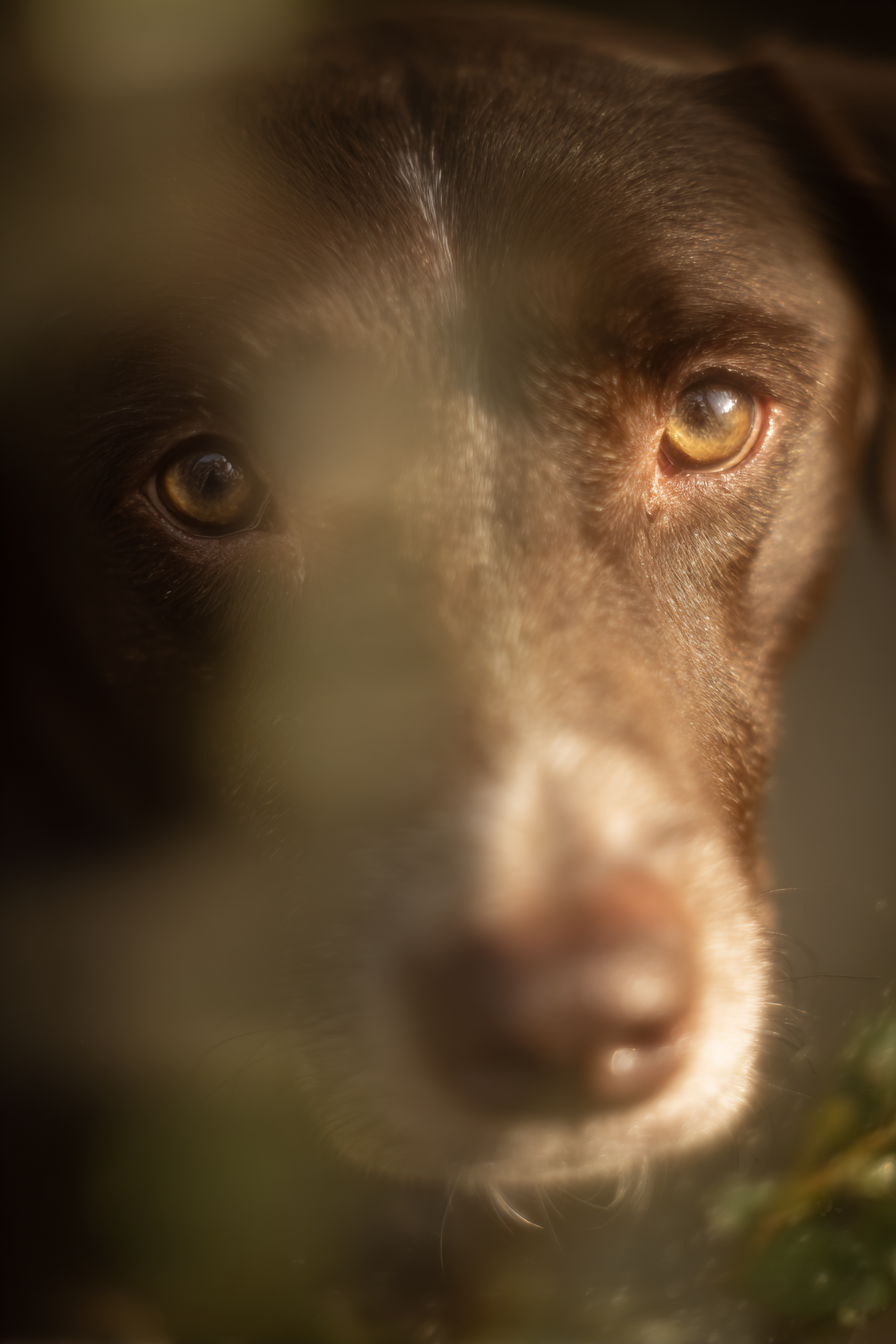 Hund Gesicht Nahaufnahme Braun Augen Nase Unscharfer Hintergrund | Katzen und Hunde | Tiere