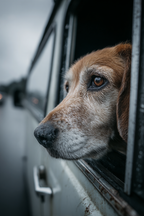 Hund Im Autofenster Regnerischer Tag | Katzen und Hunde | Tiere