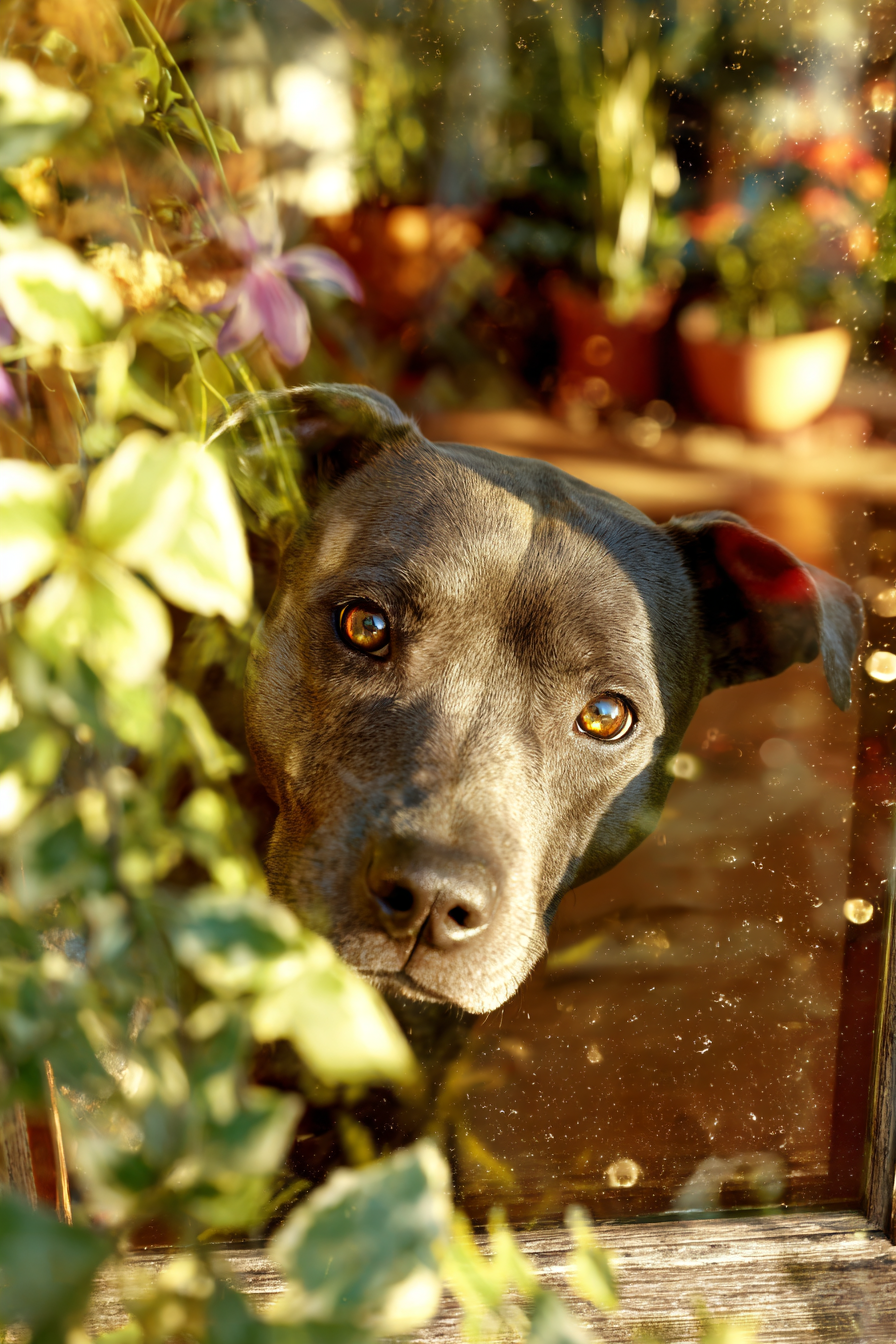 Hund Peeking Durch Fenster Umgeben Von Grünen Pflanzen Warmes Licht | Katzen und Hunde | Tiere