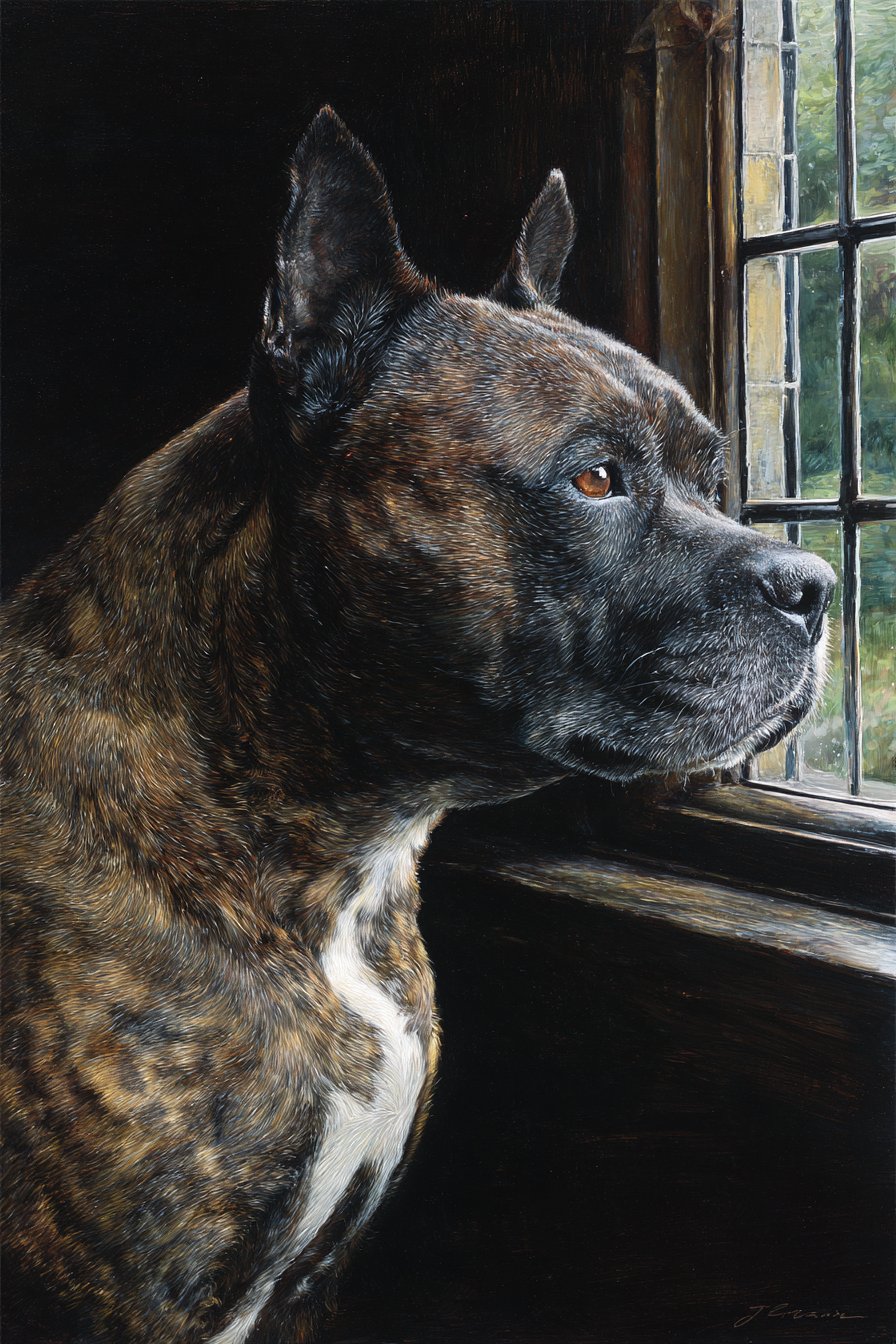 Hund Portrait Im Profil Vor Dem Fenster Schaut Draussen | Katzen und Hunde | Tiere
