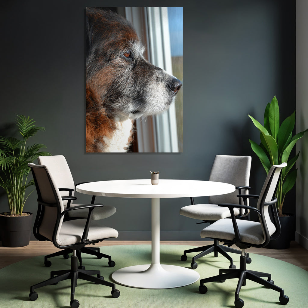 Hund Profil Nahaufnahme Aus Dem Fenster Beobachtend Braun Grau Fell